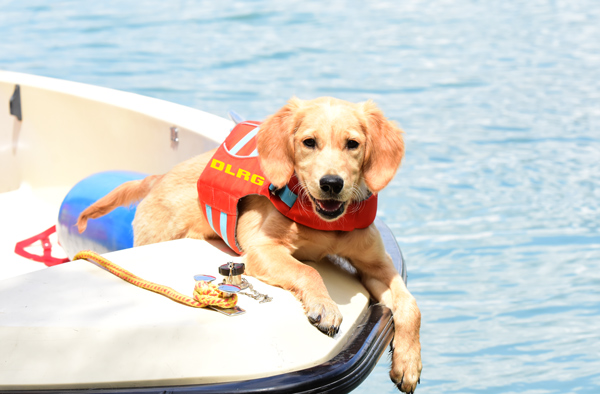 Ein Labrador-Welpe liegt auf dem DLRG Boot und schaut fröhlich in die Kamera