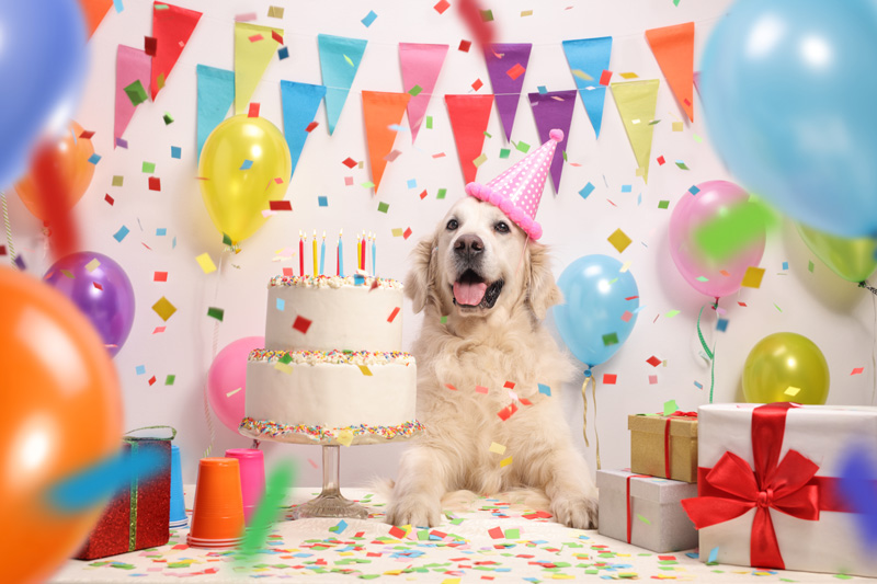 Ein heller Labrador sitzt mit Geburtstsags-Hut vor einem Tisch mit Konfetti und Kuchen